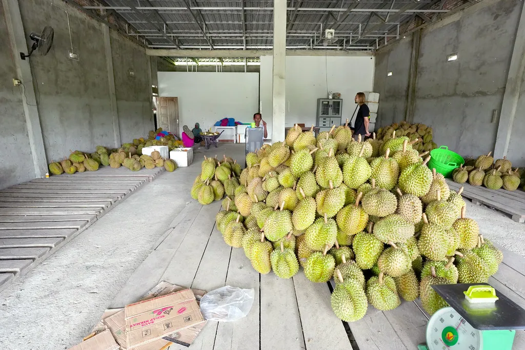 Gudang Zayn Durian